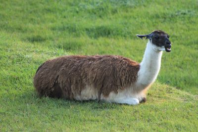 Printer technician checking print output on machine