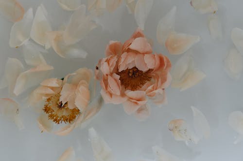 Free Close-up Photo of Pink and White Flower Petals Stock Photo