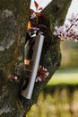 日落时分，乡村安静，一本薄薄的书放在大苹果树的拐杖上