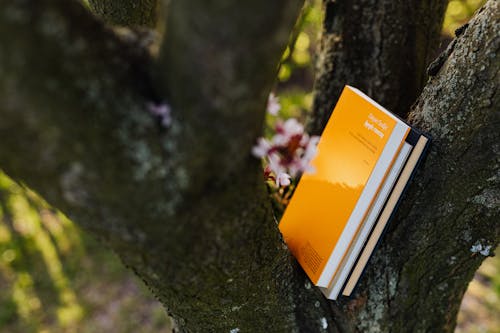 Books placed between branches of big blossoming tree on sunny day in spring