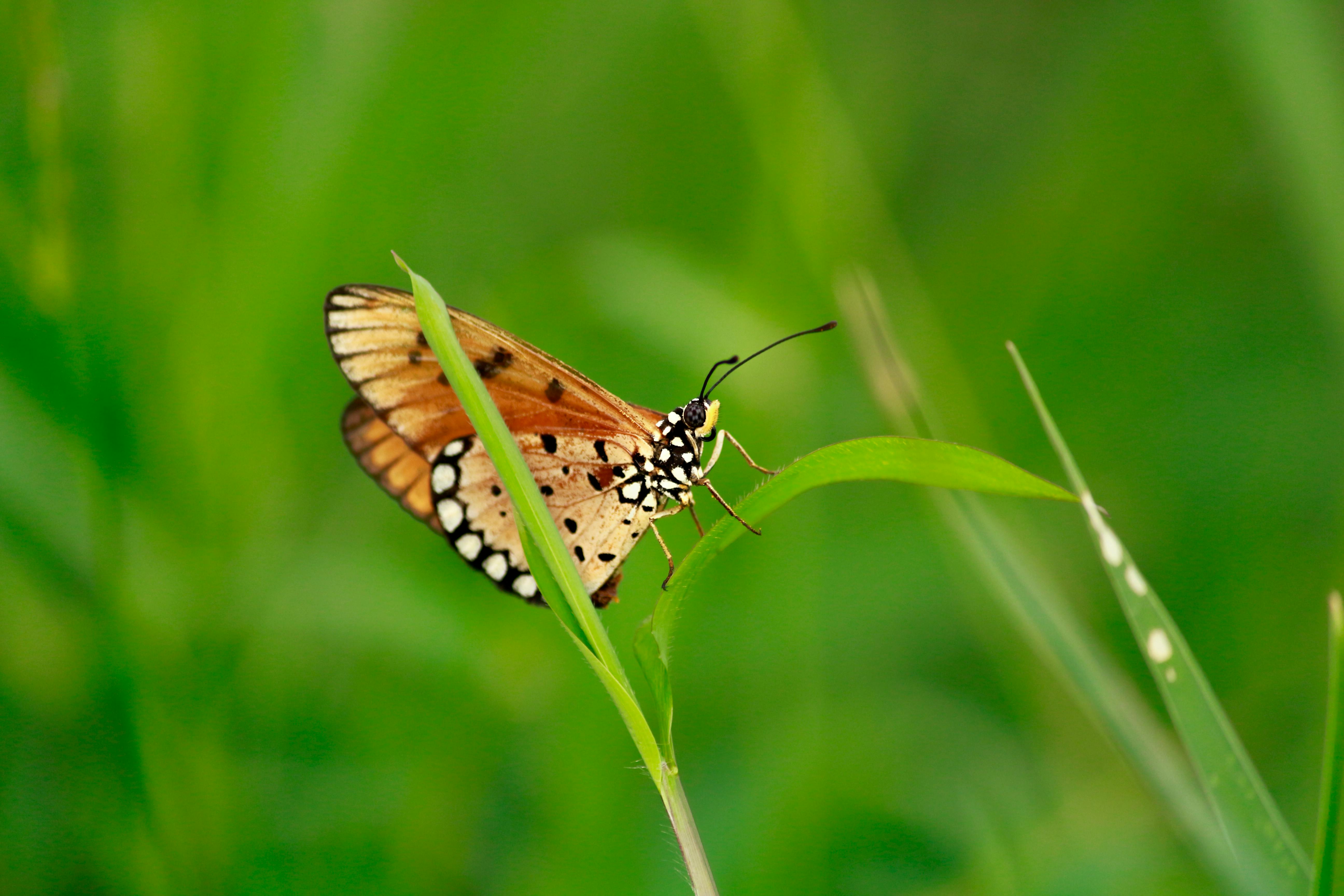 绿叶上栖息在自然户外环境中的彩色蝴蝶特写