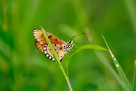 绿叶上栖息在自然户外环境中的彩色蝴蝶特写