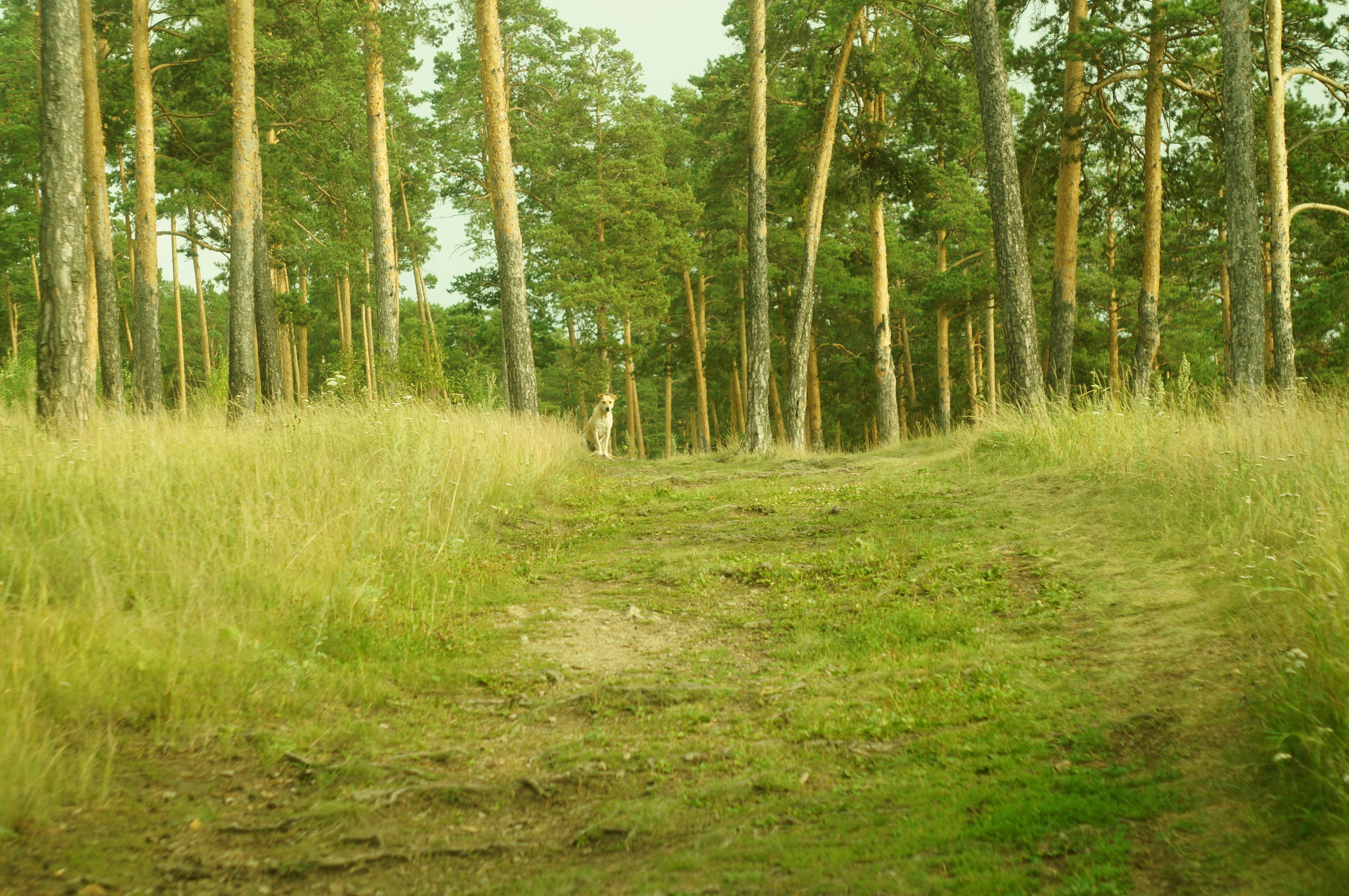 Sleeping pod inside a bookshelf