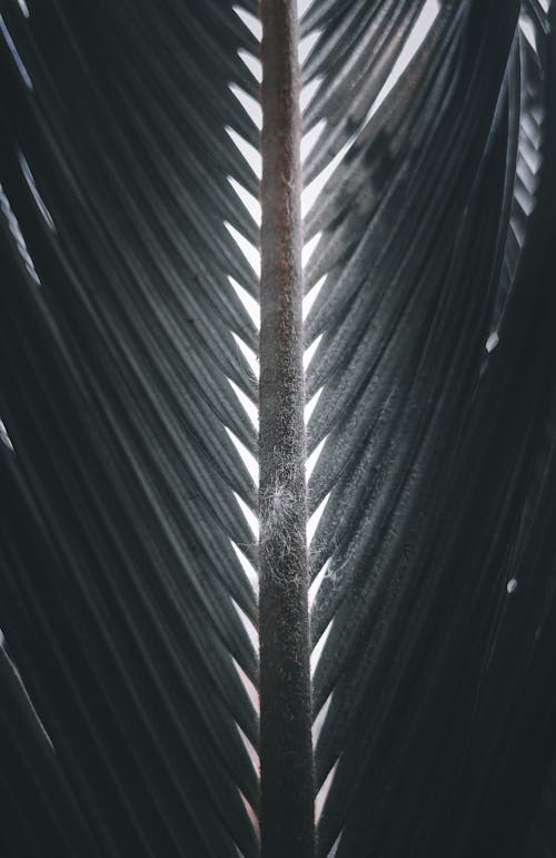 Textured leaf of palm tree in daytime