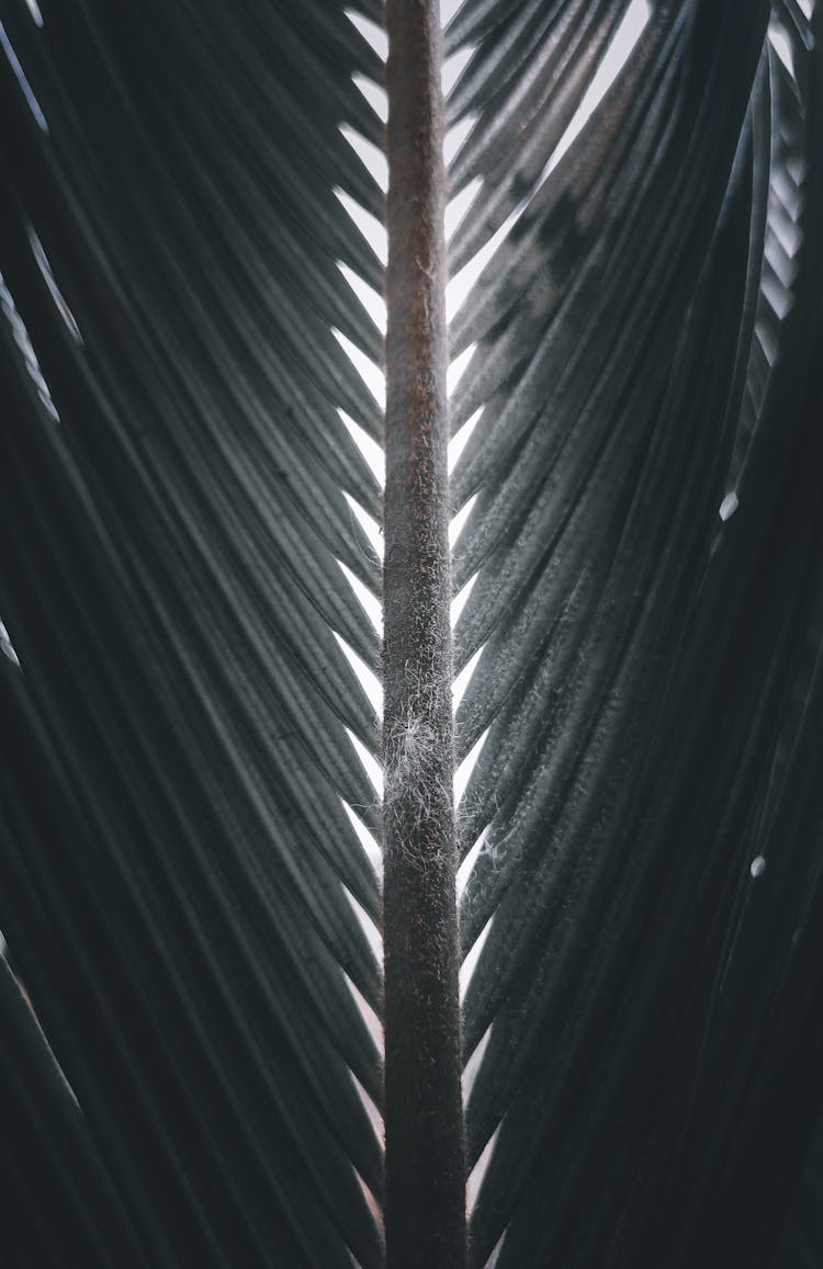 Textured Leaf Of Palm Tree In Daytime