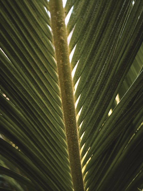 Close-Up Photo of Green Palm Tree