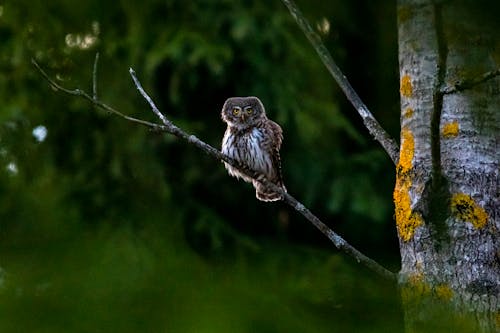 Brown Owl on Brown Tree Branch