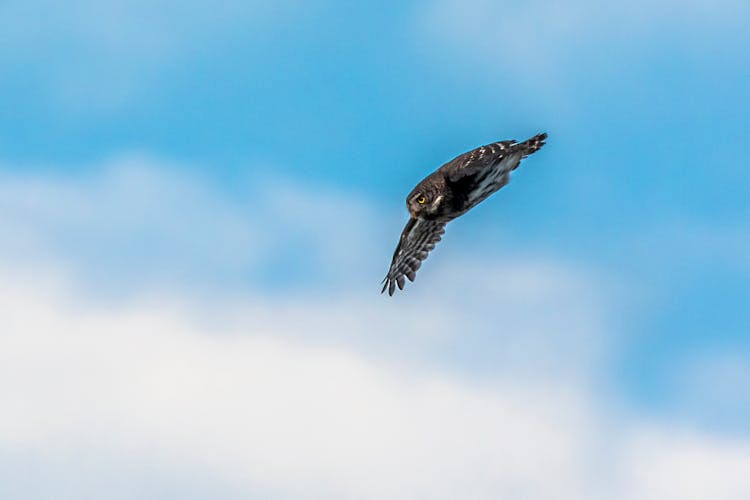 Brown And White Bird Flying Under Blue Sky