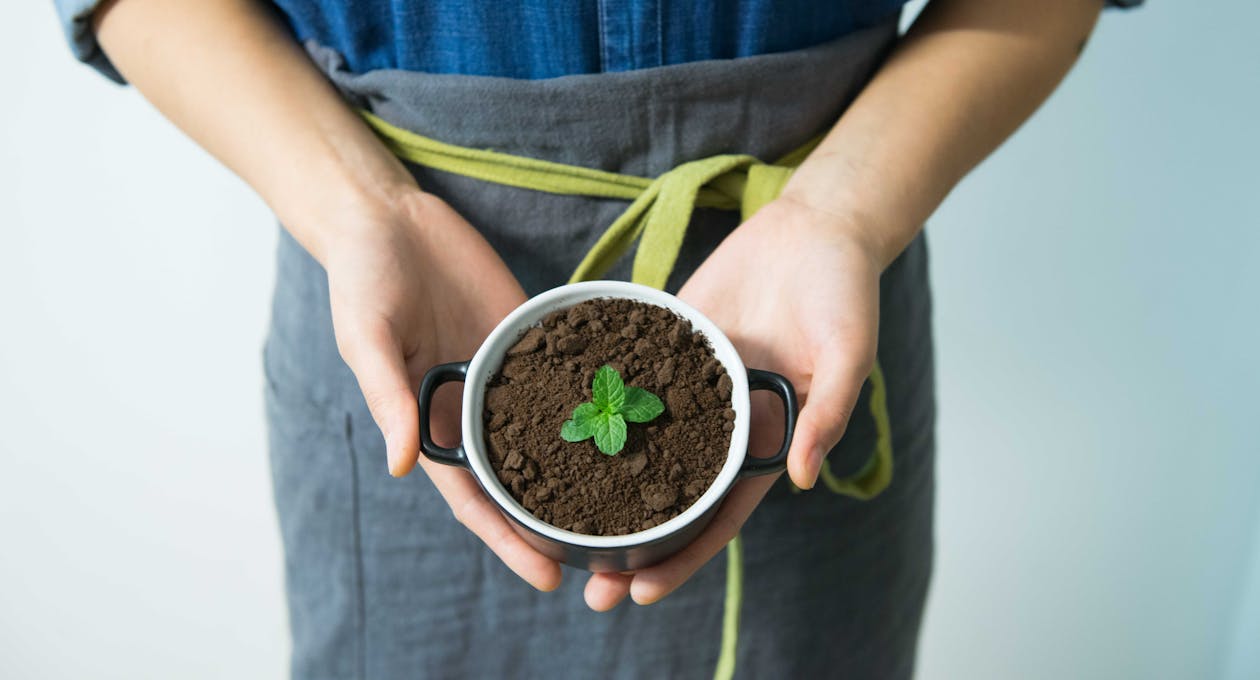 Free Person Holding Cup With Green Plant Stock Photo