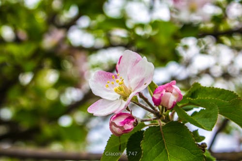 Бесплатное стоковое фото с fiori, natura