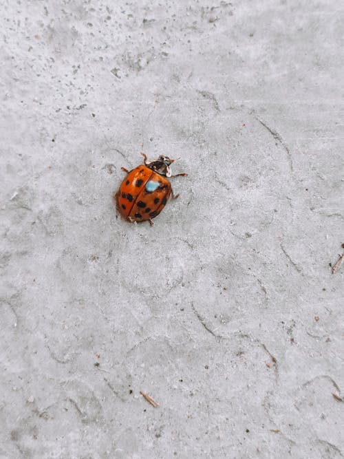 Fotos de stock gratuitas de animal en la naturaleza, Brasil, brasileño