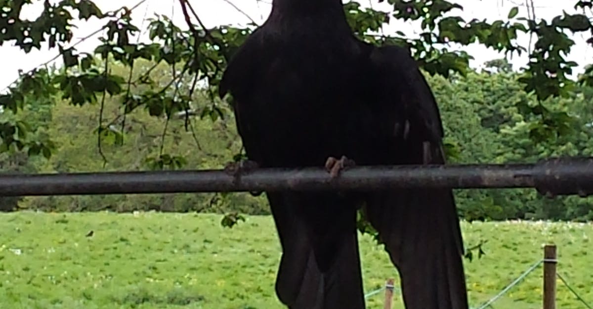 Free stock photo of bird, black, crow