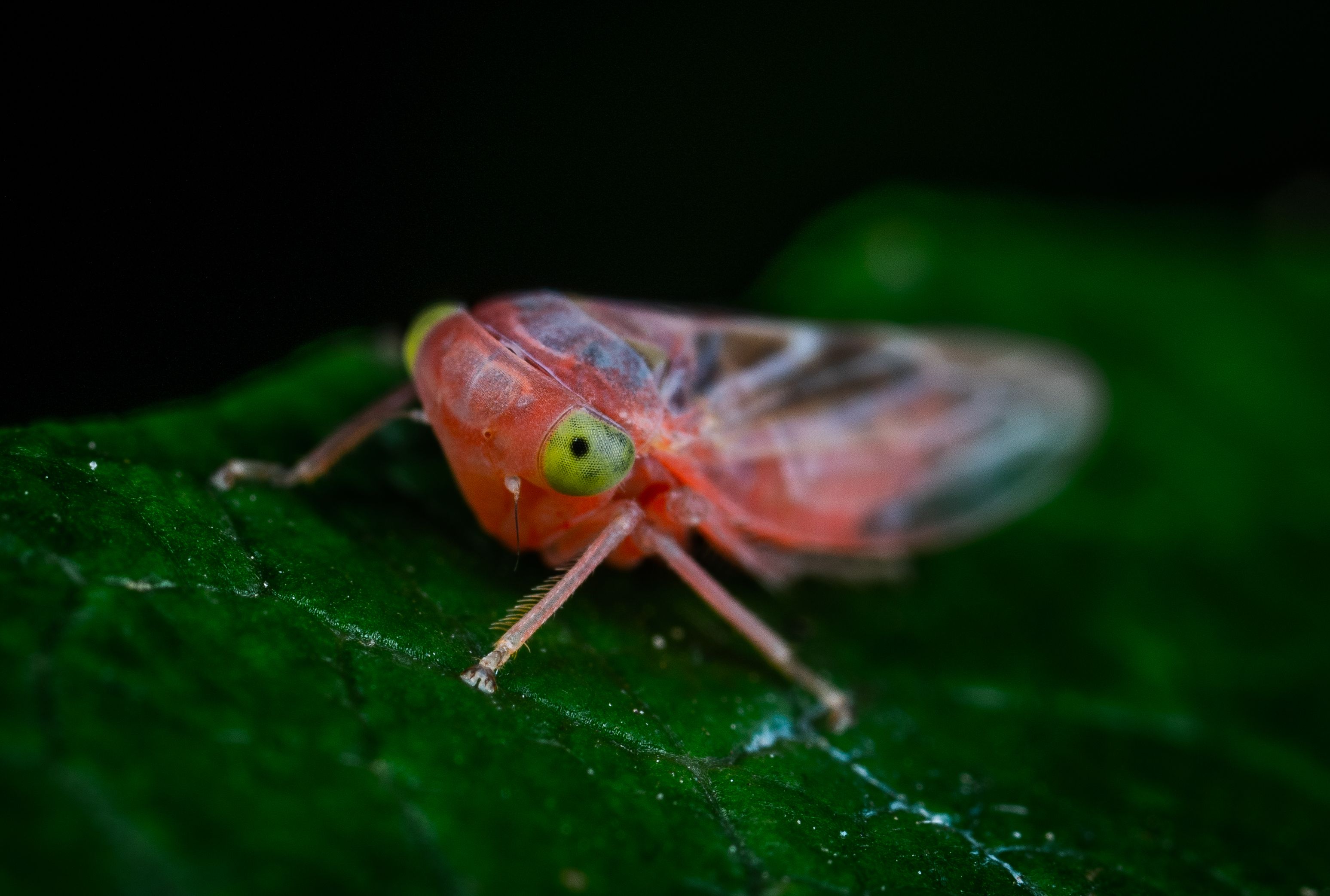 Close Up of Insect on Leaf · Free Stock Photo