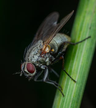 Close-up shot of a fly perched on a green plant stem showcasing intricate details.