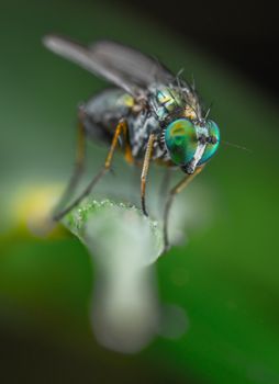 Macro shot of a vibrant housefly on a green leaf, showcasing its detailed anatomy and colors.