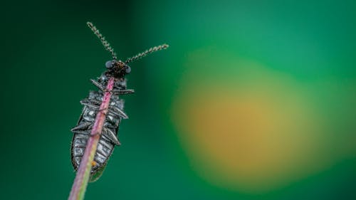 бесплатная Бесплатное стоковое фото с beetle, былинка, выборочный фокус Стоковое фото