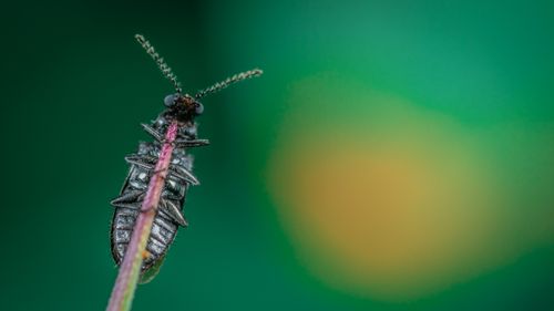 Free Close-up macro photograph of a beetle perched on a blade of grass with a vibrant green background. Stock Photo