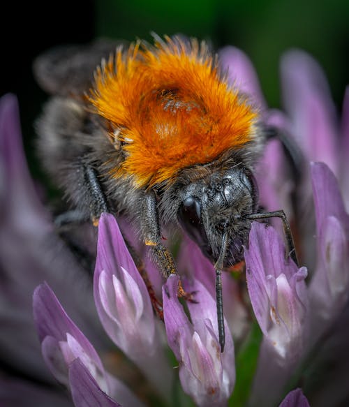 Free Bumblebee Gathering Pollen Stock Photo