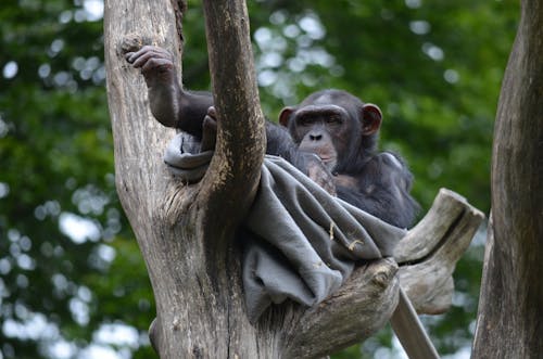 Cute monkey with blanket resting on tree branch