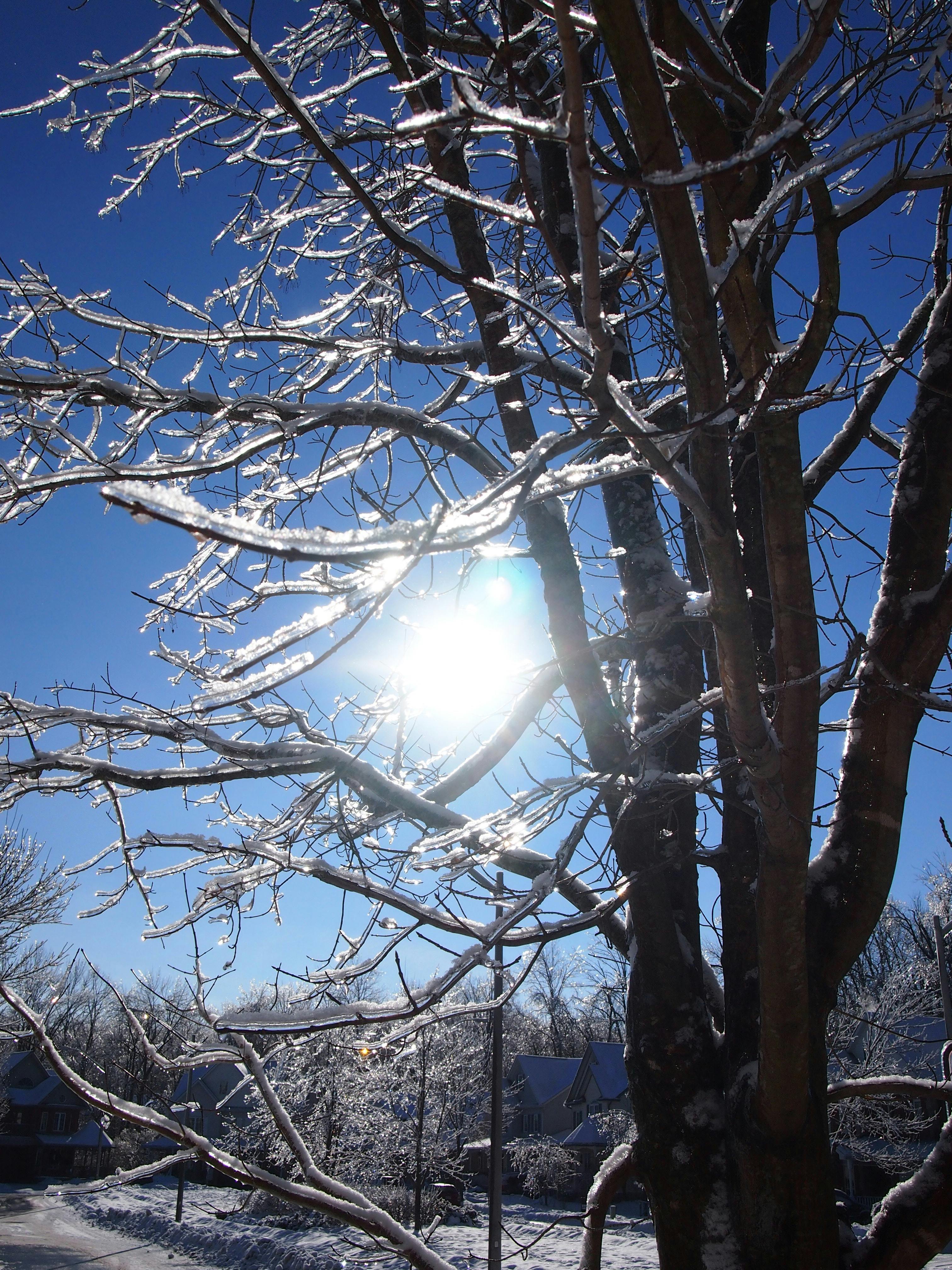 Free stock photo of ice, sun, tree