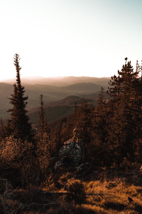 Free Back view of unrecognizable traveler standing on rocky formation amidst lush coniferous trees and admiring view of mountainous valley Stock Photo