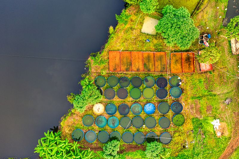 Colorful aerial shot of aquaculture fish ponds surrounded by lush greenery
