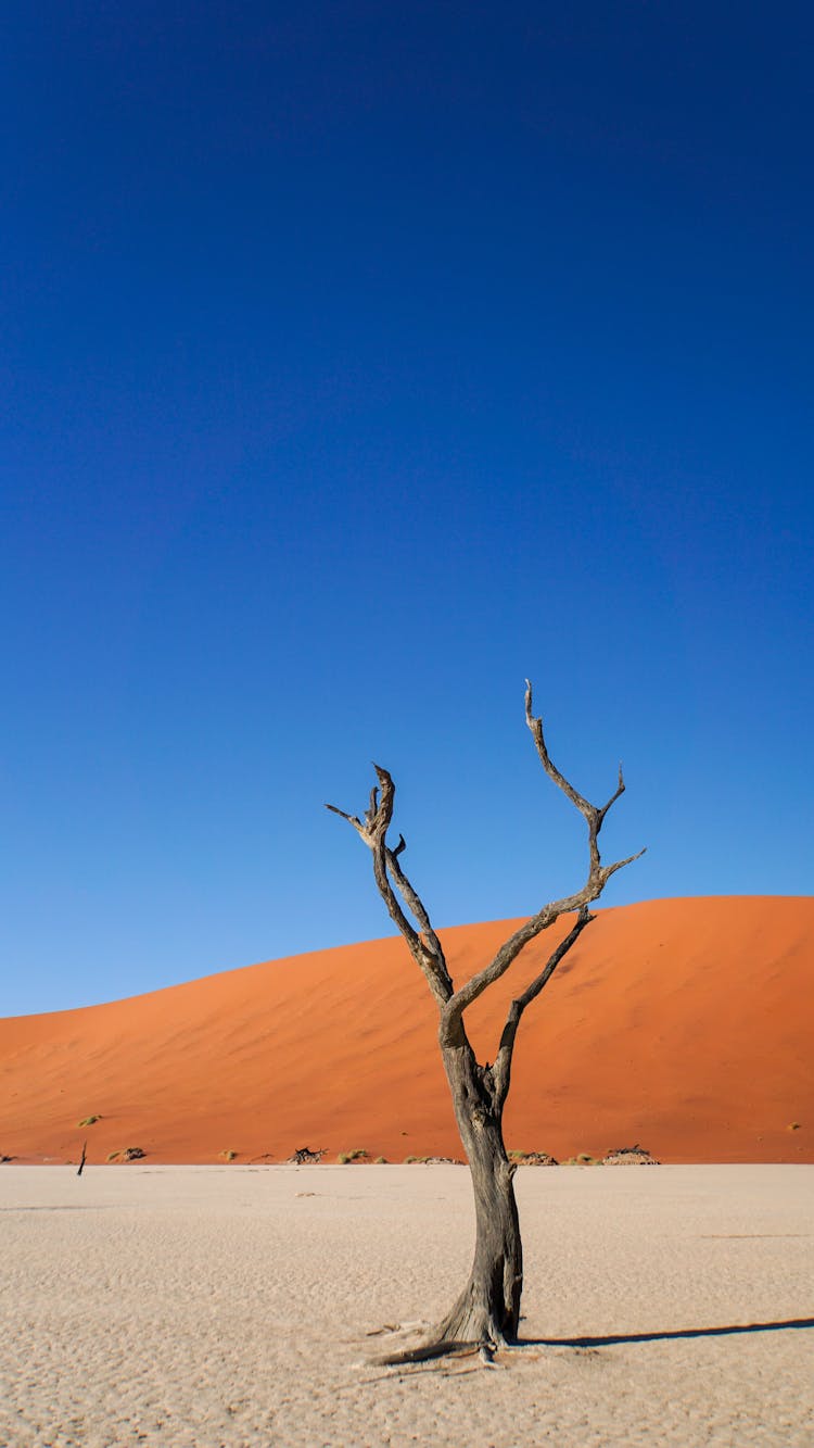 Dead Tree In Desert