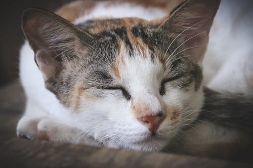 Ingyenes stockfotó bicolor macska, cicamica, első válaszadók témában