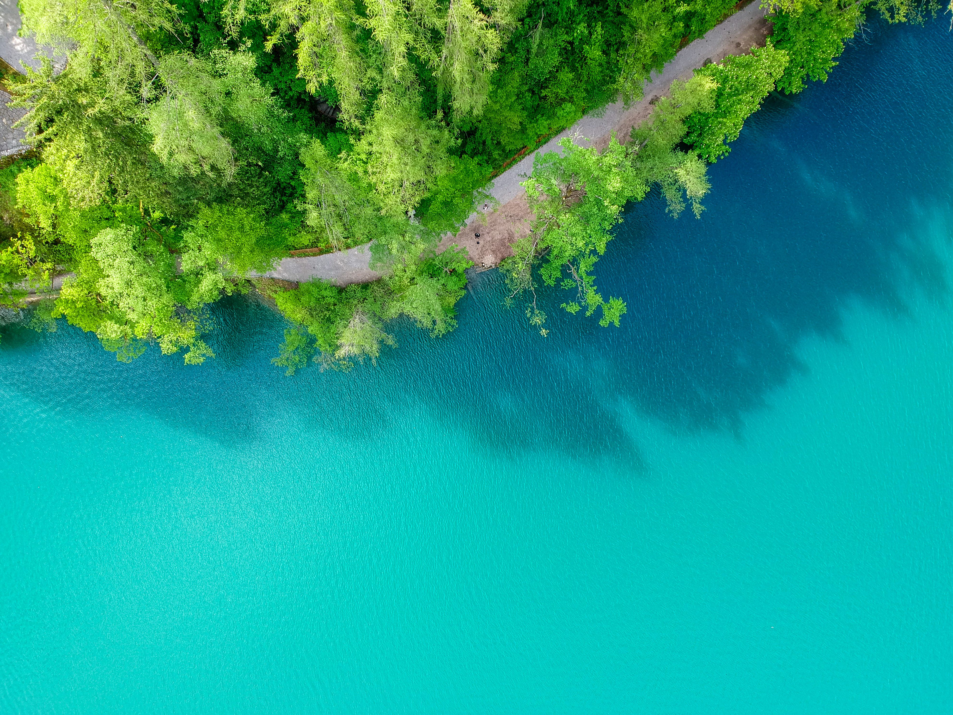 Aerial View of Green Trees Beside Blue Body of Water · Free Stock Photo