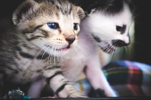 Ingyenes stockfotó 4k, 4k-háttérkép, bicolor macska témában