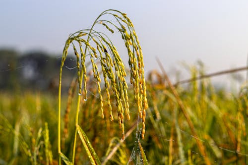 Free stock photo of nature, paddy field, rice
