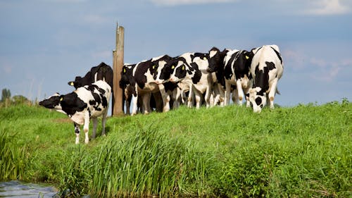 Free Herd of Cows Stock Photo