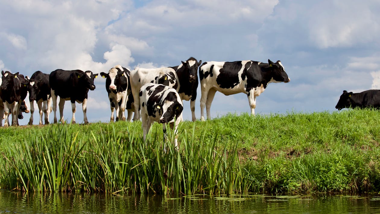 Free Group White and Black Cow Stock Photo
