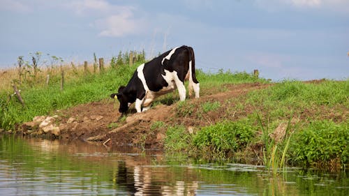 Корова ест траву возле водоема