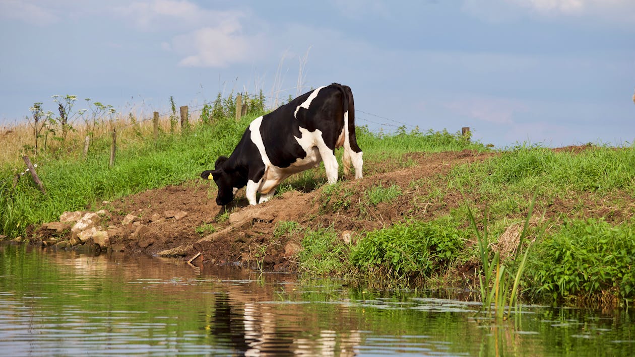 Koe Eten Gras In De Buurt Van Waterlichaam