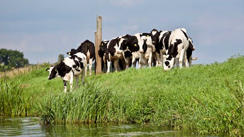 Free Group of Black-and-white Cows Near River Stock Photo