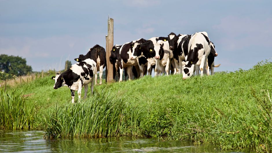 healthy herd of dairy cows in a pasture - business insurance for farms healthy herd of dairy cows in a pasture - business insurance for farms