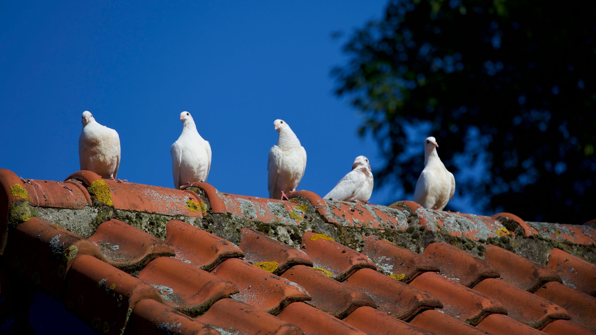 Five White Pigeons on Roof