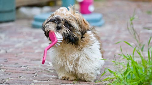 Volwassen Bruine En Witte Shih Tzu