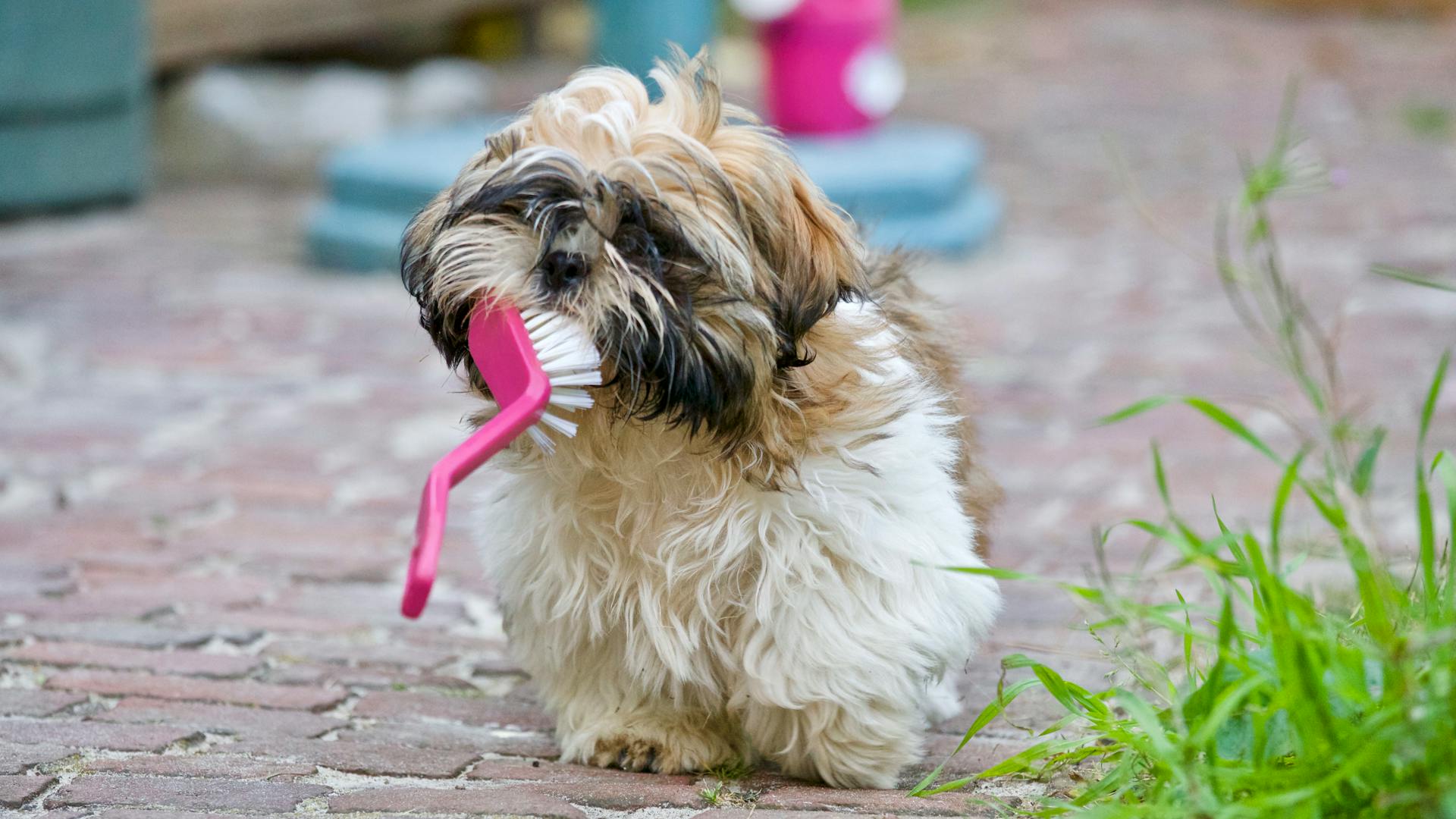 Volwassen bruine en witte Shih Tzu