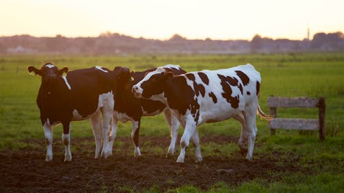 Free Three Black-and-white Cows Stock Photo