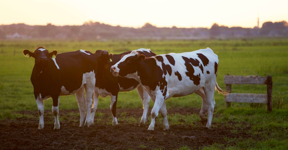 Rüyada İnek Görmek - Rüya Tabiri ve Anlamı - Three Holstein cows stand in a lush grassy field during sunset, creating a serene rural scene.