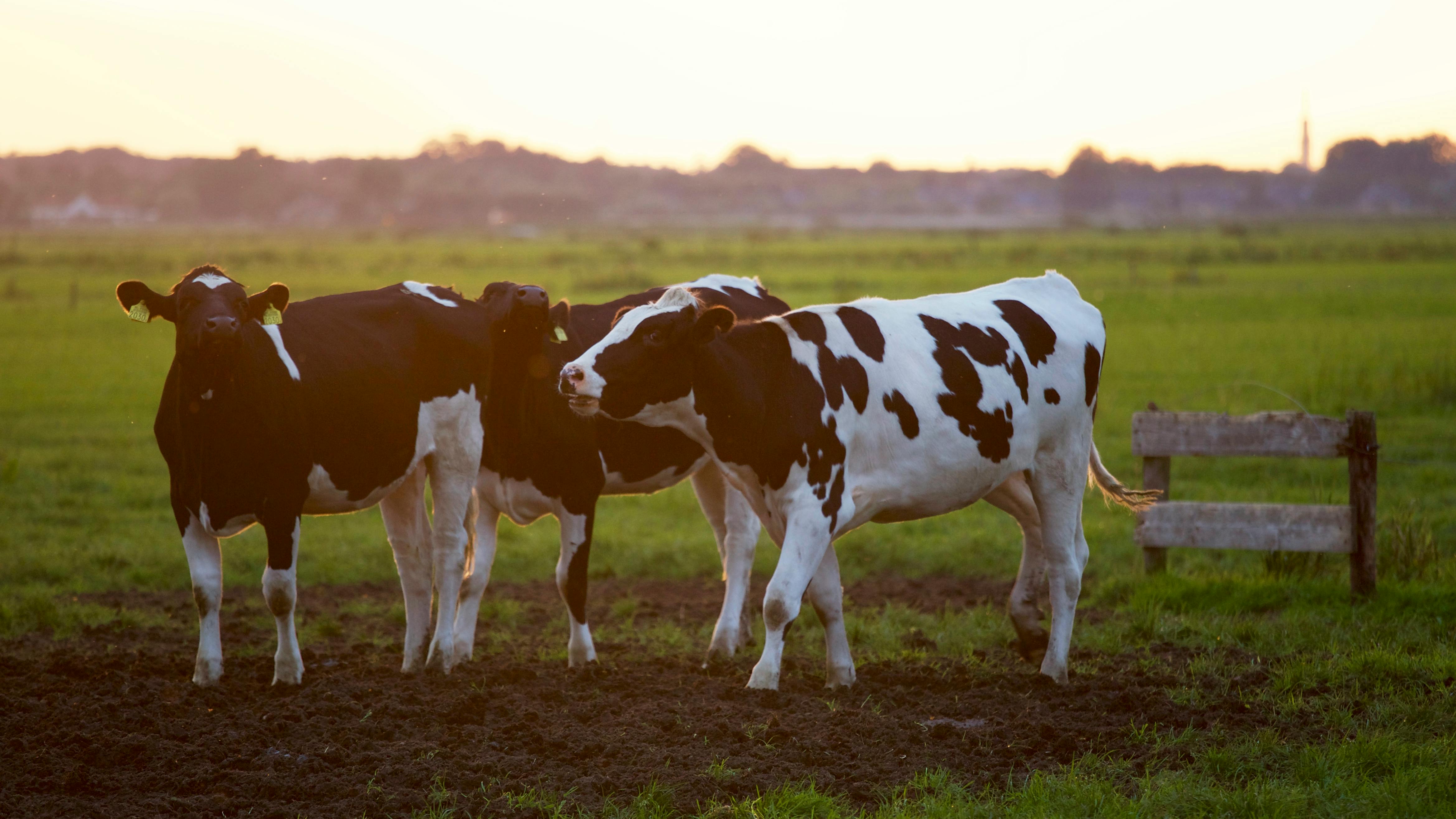 10,000+ Best Farm Photos · 100% Free Download · Pexels Stock Photos