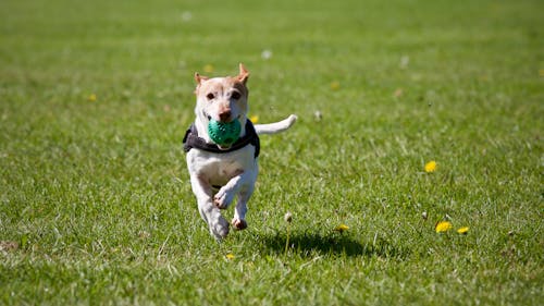 Chien Qui Court Sur L'herbe