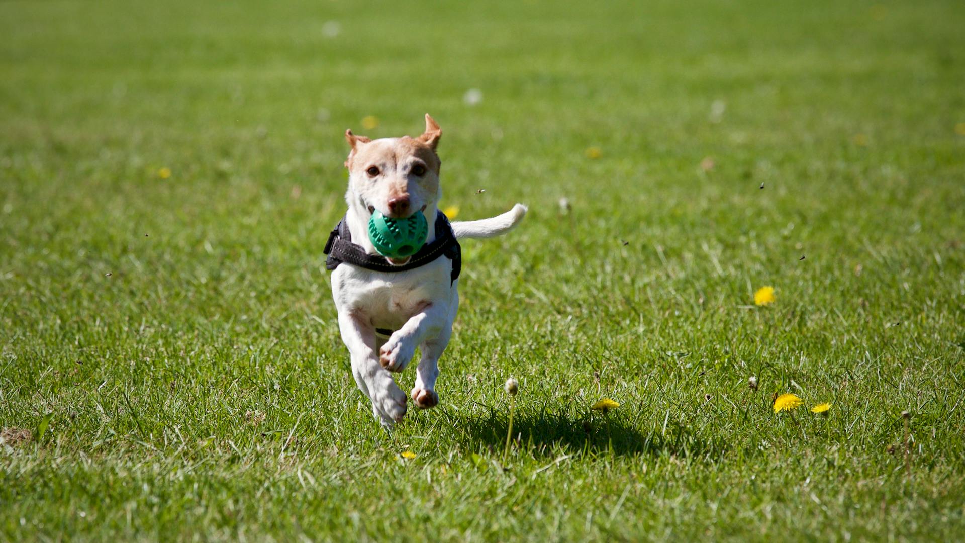 Un chien qui court sur l'herbe