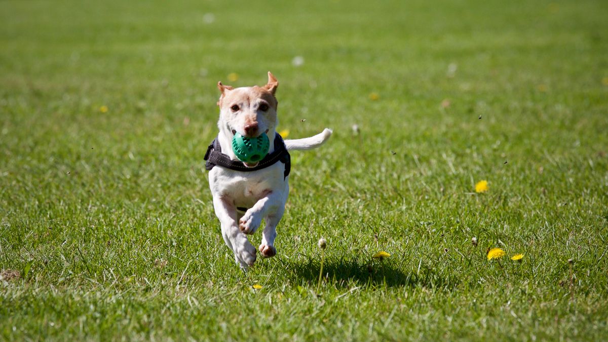 Terrier mix running on grass with ball wearing a harness