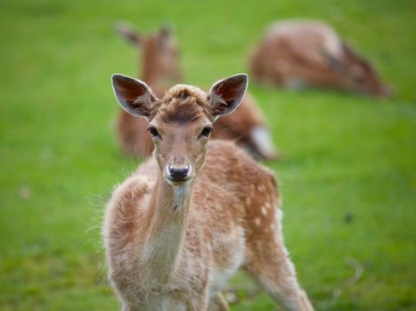 Close-up of a young deer in a green meadow with two others in the soft focus background.