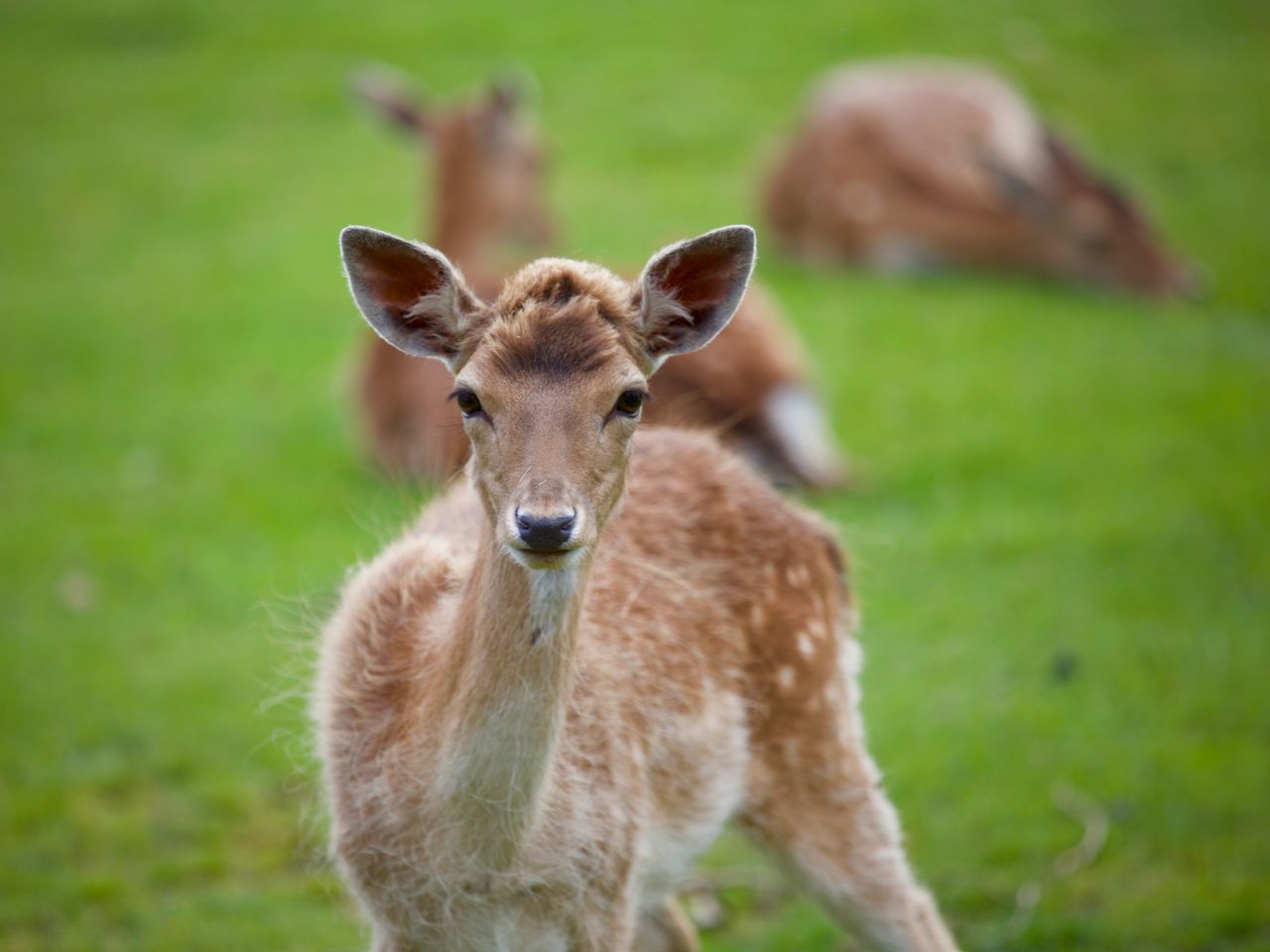 close up of a young deer in a green meadow with two others in the soft
