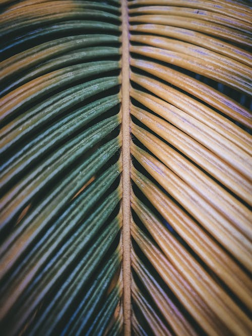 Free From above of green and yellow halves of tropical plant leaf as abstract background Stock Photo