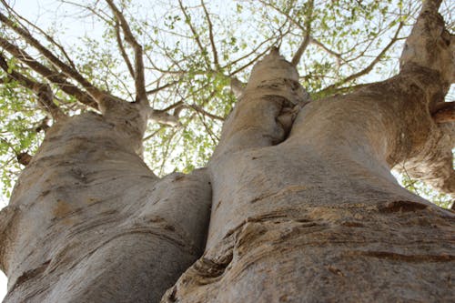 Безкоштовне стокове фото на тему «baum, himmelwärts, баобаб»